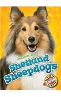 Shetland Sheepdogs