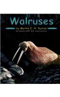 Walruses