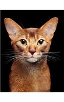 Abyssinian: Cat - Composition Book 150 pages 8.5 x 11 in. - Wide Ruled - Writing Notebook - Lined Paper - Soft Cover - Plain Journal