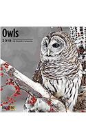 Owls 2018