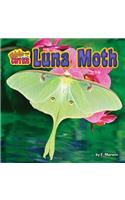 Luna Moth