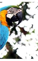 Macaw Notebook