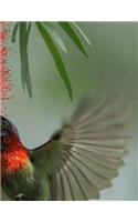 Hummingbird Notebook