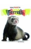 Ferrets