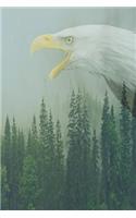 Bald Eagle journal