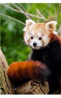 Mind Blowing Cute Red Panda Sitting BY Himself 150 Page lined journal: 150 page lined journal