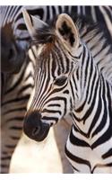 An Adorable Baby Burchell's Zebra Foal Journal