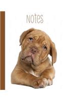 Cute Dog, Notes, Notebook, Journal: 100 Page Lined Notebook, Journal, Jotter, Dog Lover Gift