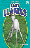 Baby Llamas