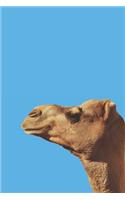 Camel Journal