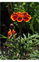 Red and Orange Marigold Growing in a Garden Journal: Take Notes, Write Down Memories in this 150 Page Lined Journal