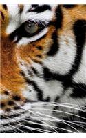 Tiger Notebook: 150 lined pages, softcover, 6 x 9