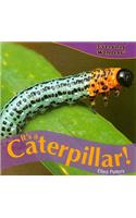 It's a Caterpillar!: (Everyday Wonders)