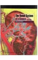 The Renal System At A Glance