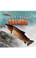 The Bizarre Life Cycle of a Salmon