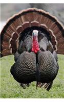 Wild Male Turkey Animal Journal: 150 Page Lined Notebook/Diary