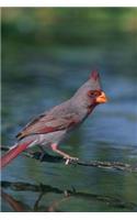 Desert Cardinal Bird Journal