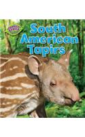 South American Tapirs