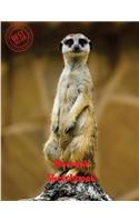 Meerkat Sketchbook: (Sketchbook for Girls)