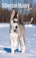 Siberian Husky Puppies 2022 Mini