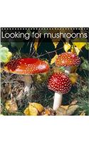 Looking for Mushrooms 2017: Decorative Mushrooms(Calvendo Nature)