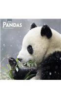 Pandas 2019 Square Wall Calendar