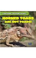 Horned Toads Are Not Toads!