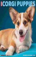 Just Corgi Puppies 2023 Wall Calendar