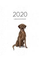 2020 Labrador Retriever