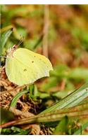 Gonepteryx Rhamni Common Brimstone Butterfly in the Grass Journal