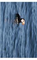 Horned Puffin Off the Alaskan Coast Journal