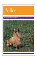 Pollos (Chickens)