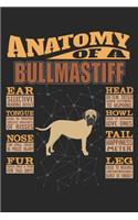 Anatomy Of A Bullmastiff