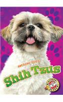Shih Tzus