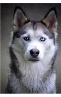 husky dog journal