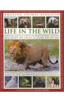 Amazing Animal Kingdom Life In The Wild
