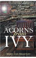 Acorns from Ivy