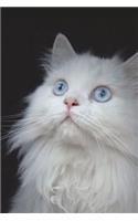 White Persian Cat Seeks Villain for Lap and Petting Journal