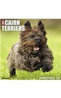 Just Cairn Terriers 2019 Wall Calendar (Dog Breed Calendar)