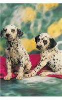 2020 Weekly Planner Dalmatian Puppies Dog Photo 134 Pages: 2020 Planners Calendars Organizers Datebooks Appointment Books Agendas