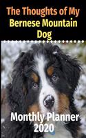 The Thoughts of My Bernese Mountain Dog
