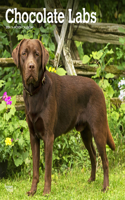Labrador Retrievers, Chocolate 2024 Square