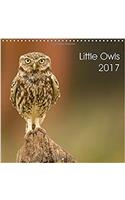 Little Owls 2017