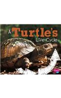 Turtle's Life Cycle
