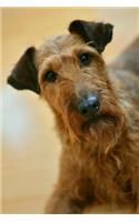 The Irish Terrier Portrait Dog Journal