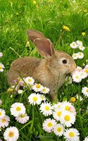Little Brown Bunny Rabbit Sitting Among the Daisies Journal