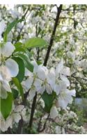 Springtime 2019 Daily Planner Beautiful White Flowering Tree Branches 384 Pages