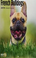 French Bulldogs 2019