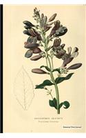 Botanical Print Journal