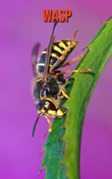 Wasp